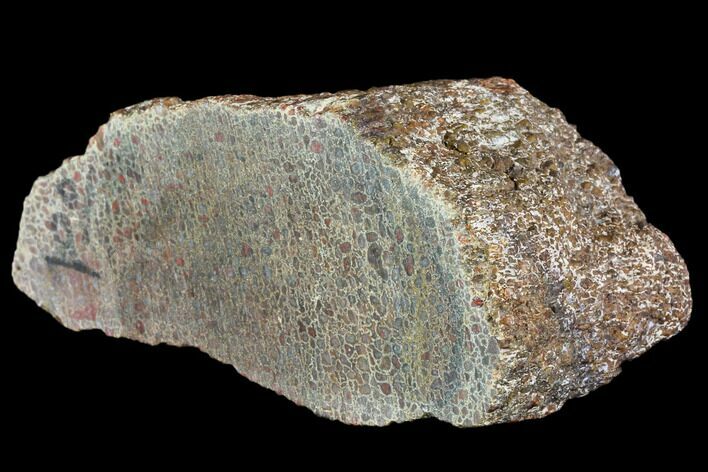 Polished Dinosaur Bone (Gembone) Section - Utah #106928